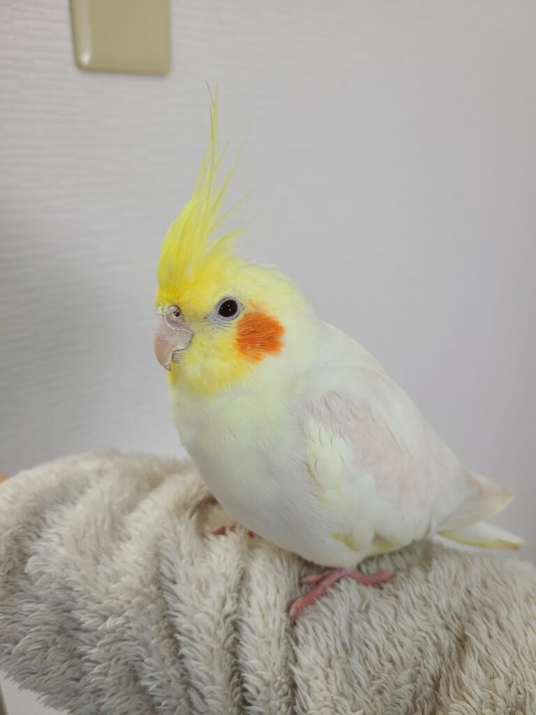 私のうちのインコ紹介①オカメインコ - 女性専用塾 木蓮